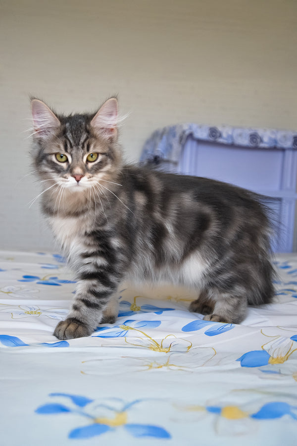 Kasper | Siberian Kitten