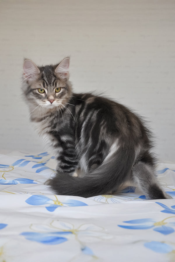 Kasper | Siberian Kitten