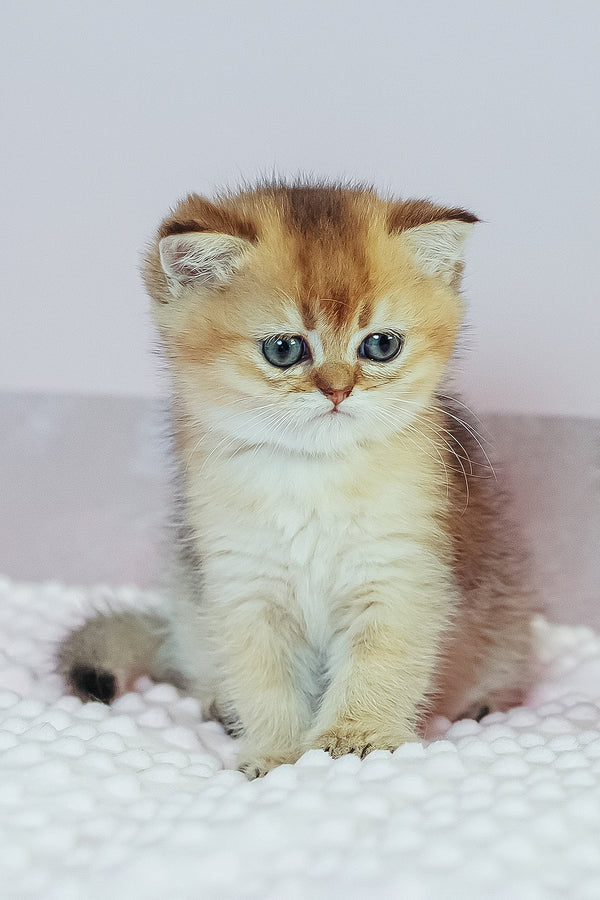 Whitney | Scottish Straight Kitten