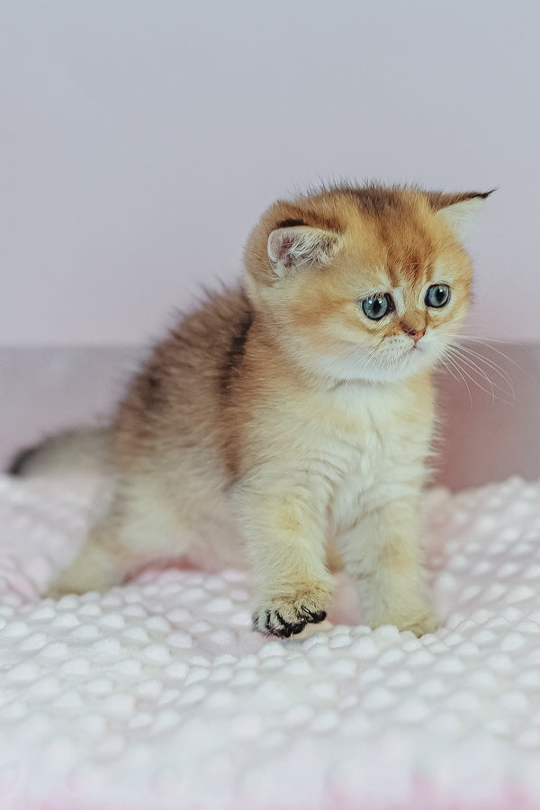 Whitney | Scottish Straight Kitten