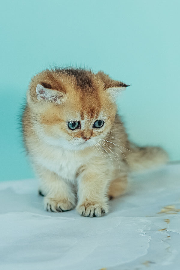 Whitney | Scottish Straight Kitten