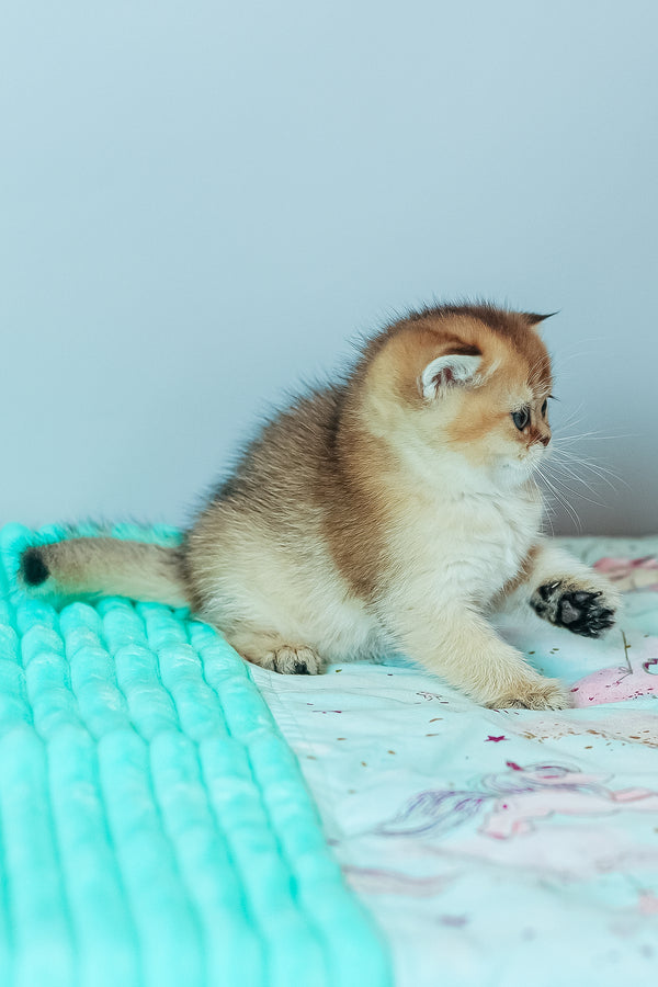 Whitney | Scottish Straight Kitten