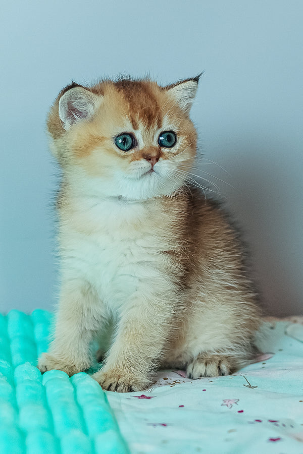 Whitney | Scottish Straight Kitten