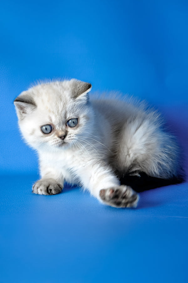 Сhile | Exotic Shorthair Kitten