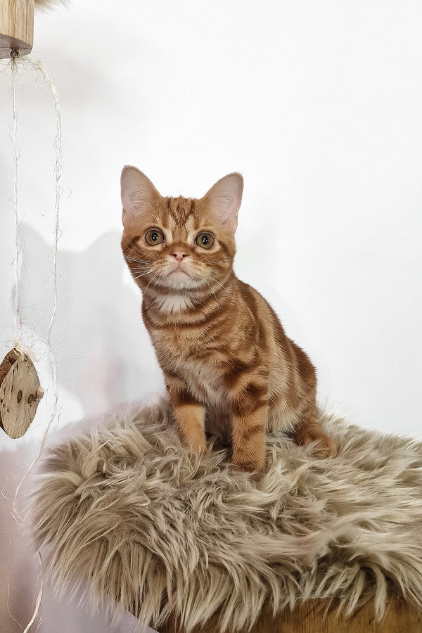 Сooper | American Shorthair Kitten