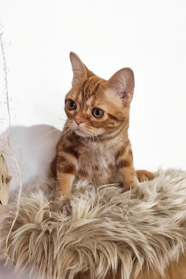 Сooper | American Shorthair Kitten