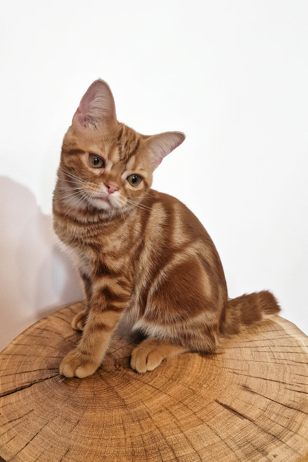 Сooper | American Shorthair Kitten