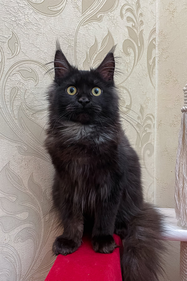 Brix | Maine Coon Kitten