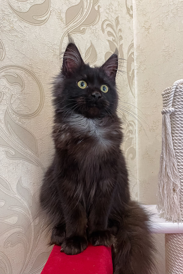 Brix | Maine Coon Kitten