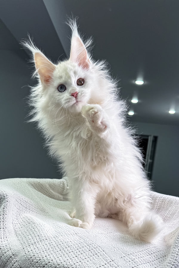 Henriett | Maine Coon Kitten