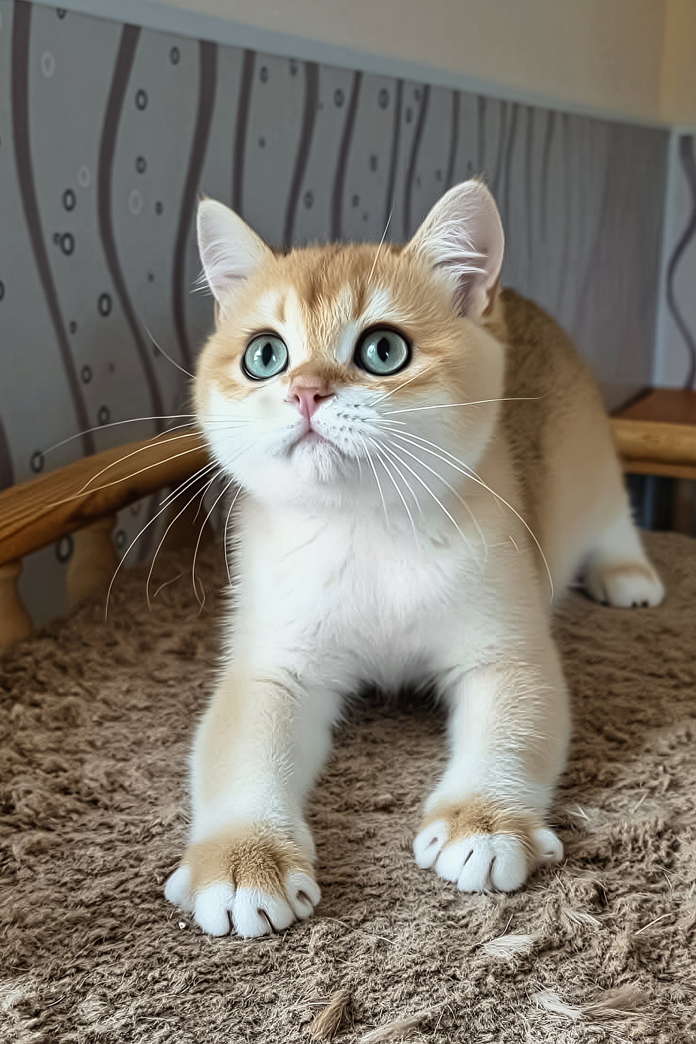 Lari British Shorthair Kitten with Green Eyes