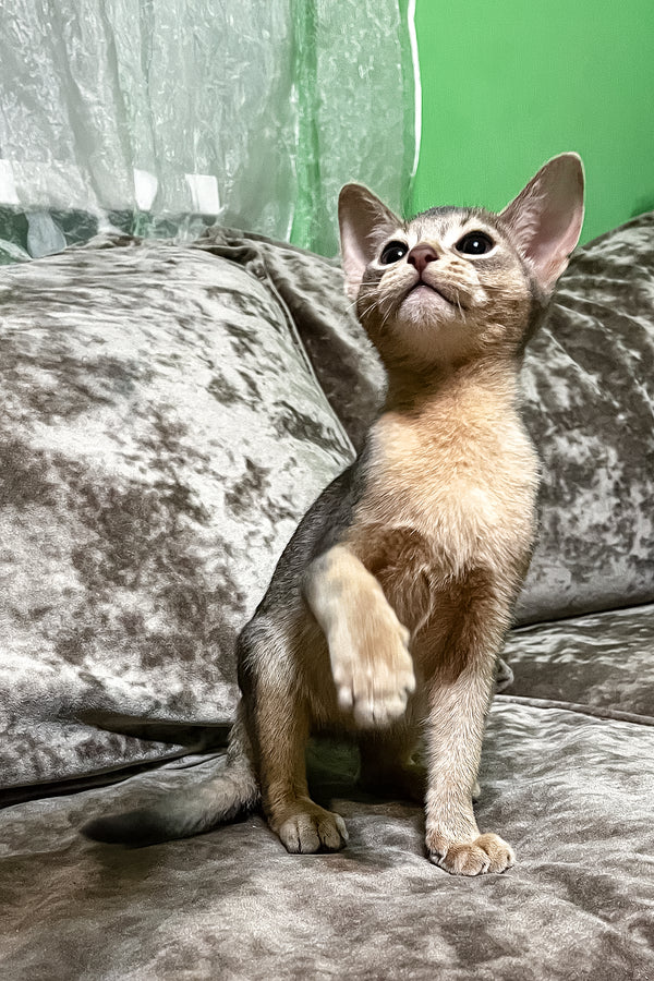 Alex | Abyssinian Kitten