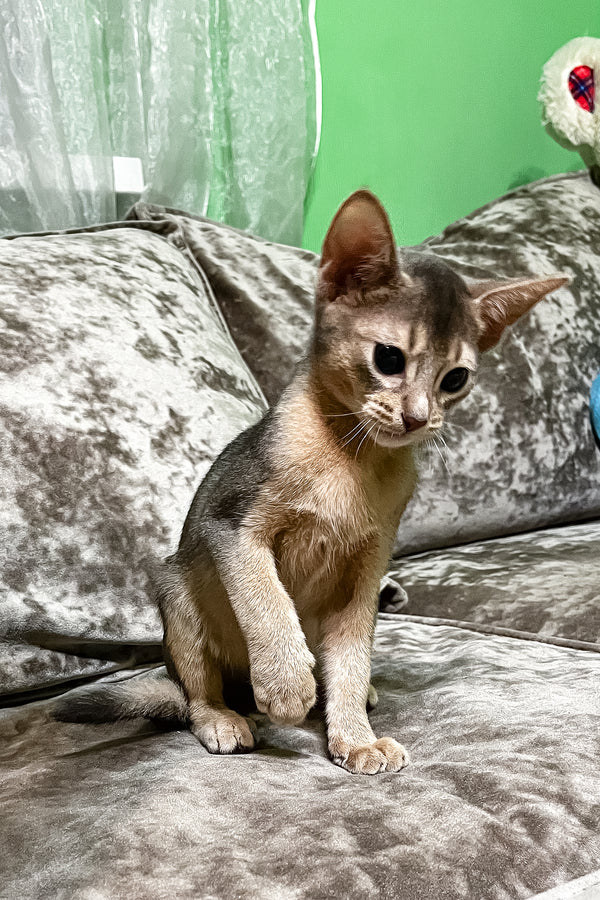 Alex | Abyssinian Kitten