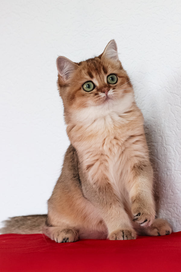 Aziza | British Shorthair Kitten