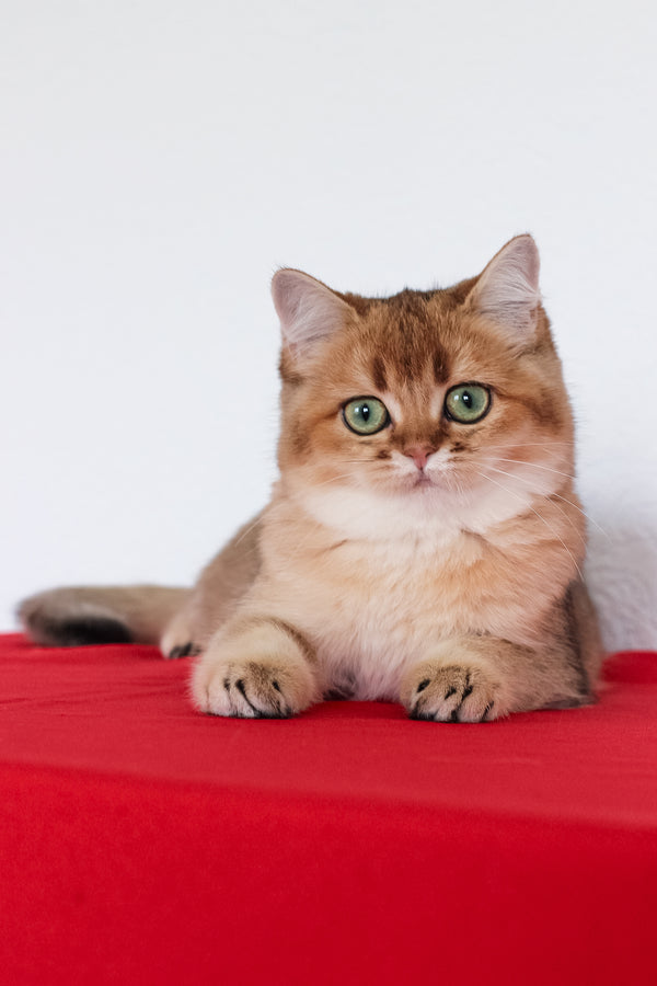 Aziza | British Shorthair Kitten