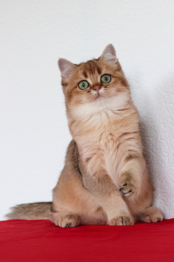 Aziza | British Shorthair Kitten