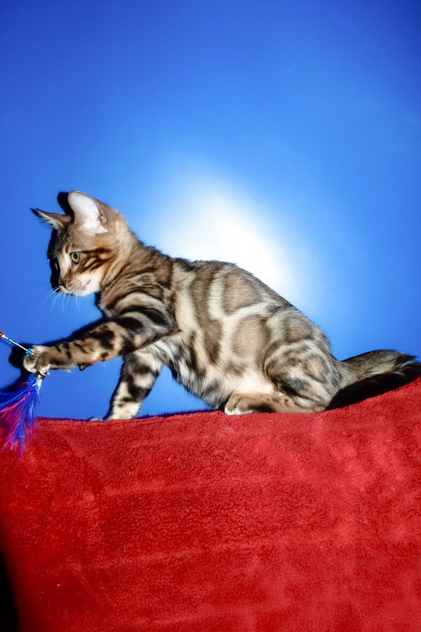 Bari | Bengal Kitten