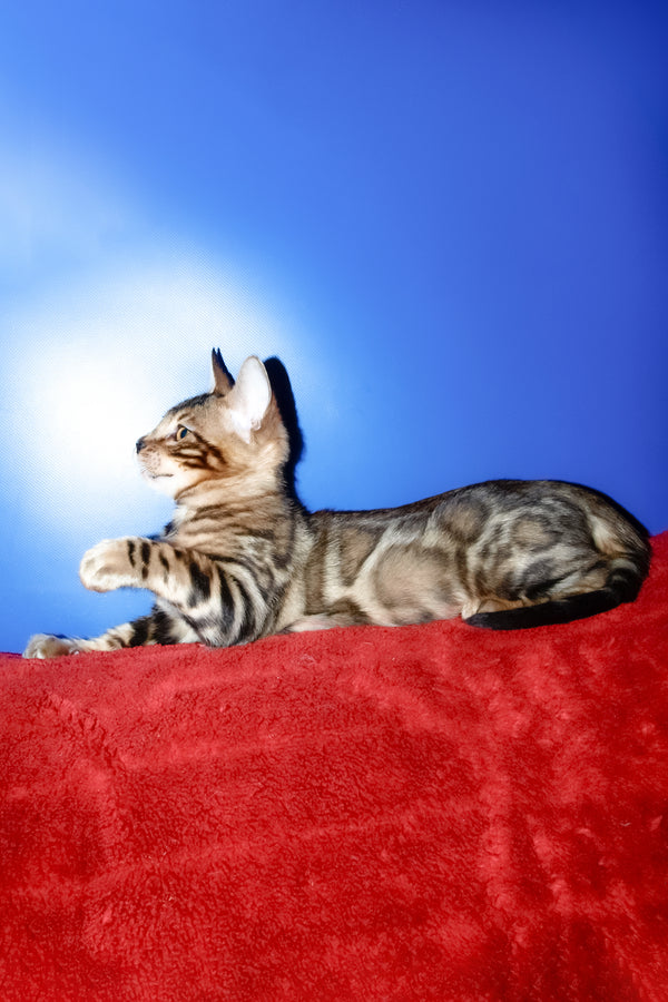 Bari | Bengal Kitten