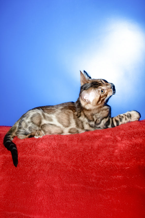 Bari | Bengal Kitten