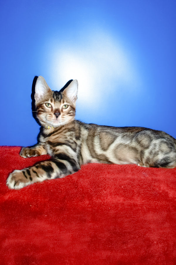 Bari | Bengal Kitten