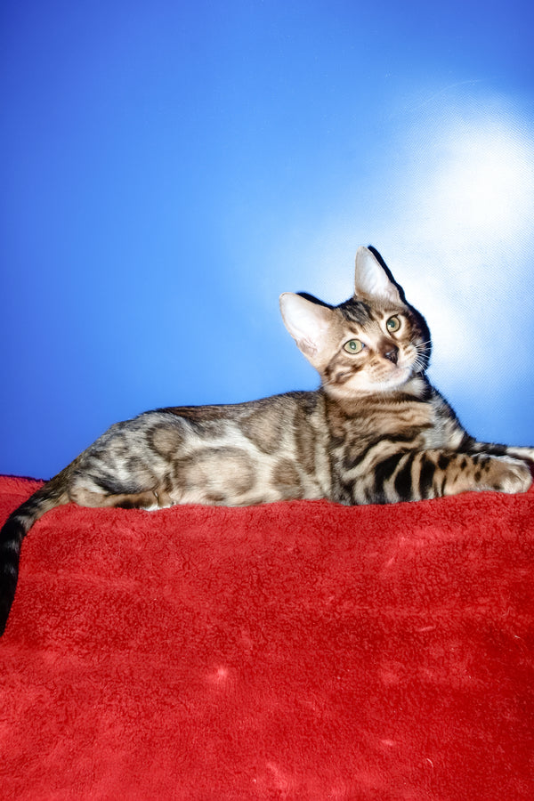 Bari | Bengal Kitten
