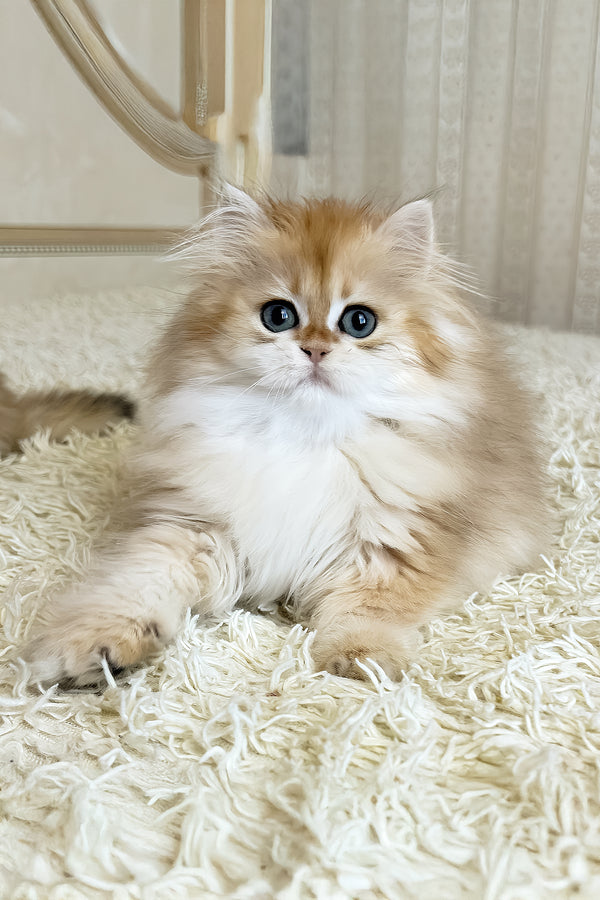 Barney | British Longhair Kitten