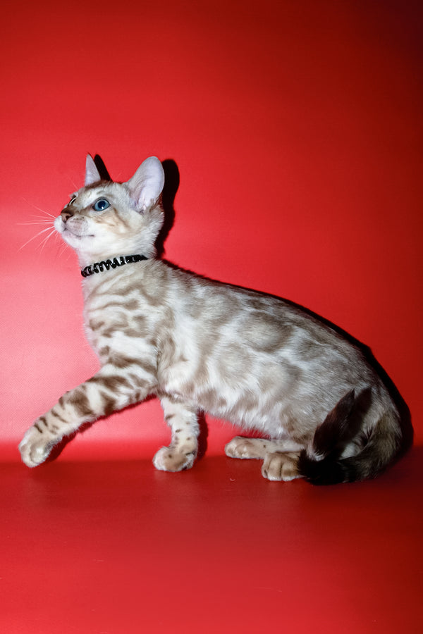 Bruno | Bengal Kitten