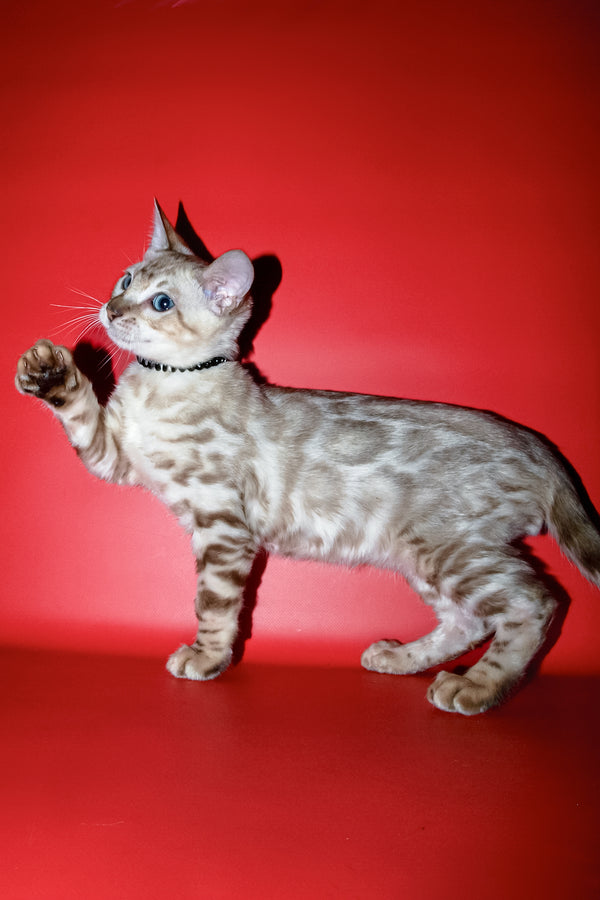 Bruno | Bengal Kitten