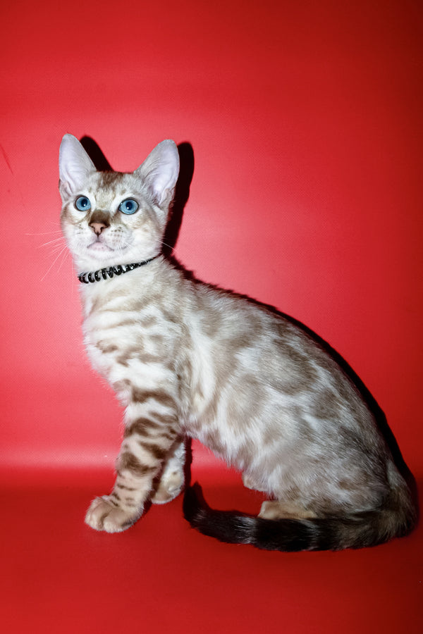 Bruno | Bengal Kitten