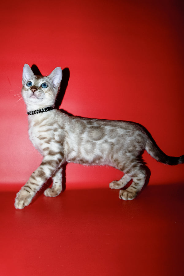 Bruno | Bengal Kitten