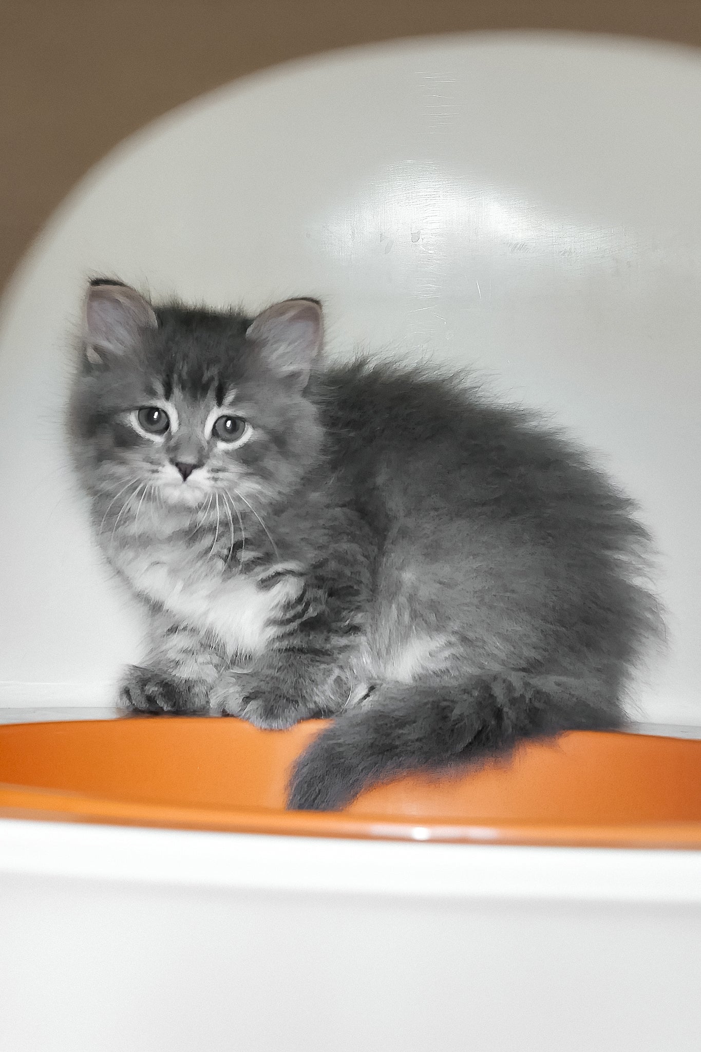 Adopt Daisy Your Fluffy Siberian Kitten Today