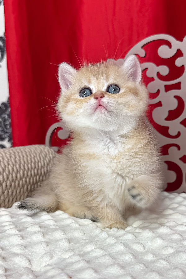 Dina | British Shorthair Kitten