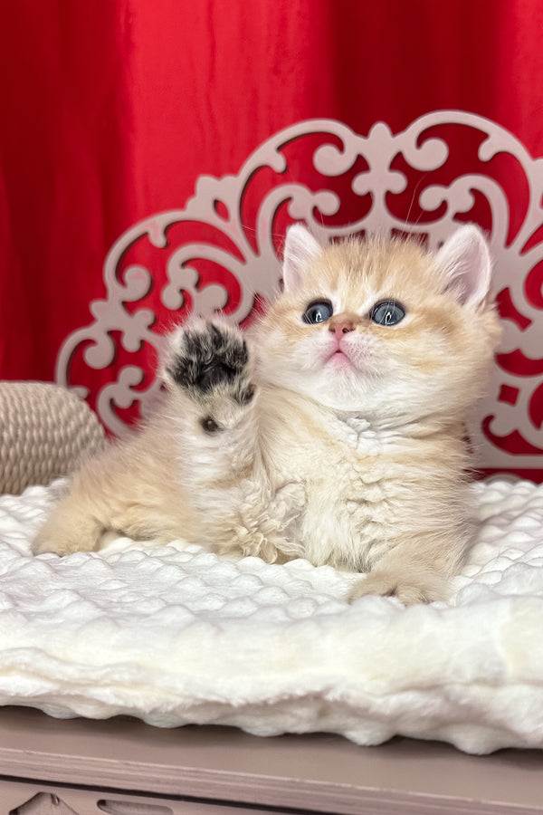 Dina | British Shorthair Kitten