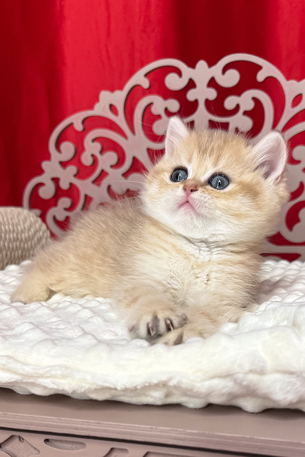 Dina | British Shorthair Kitten