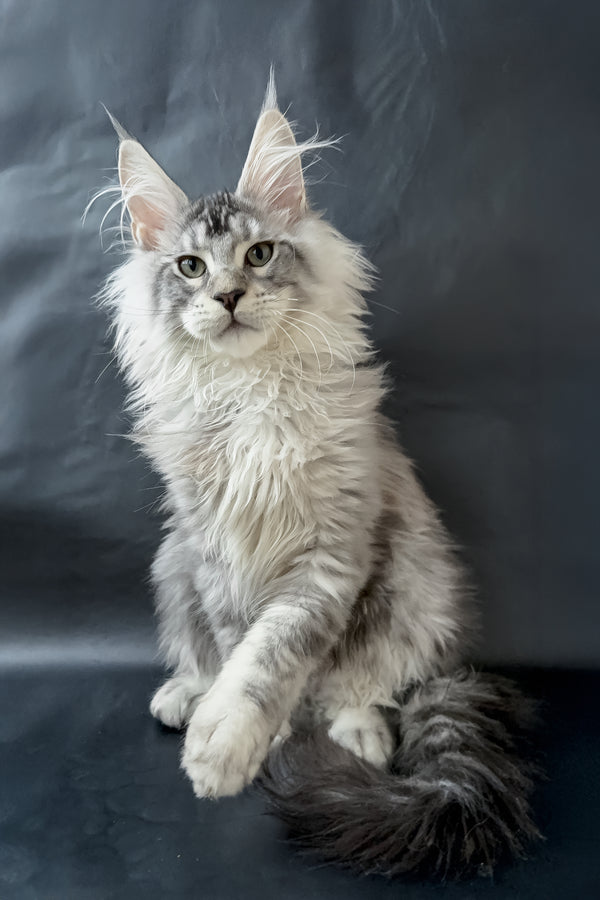 Dinamit | Maine Coon Kitten