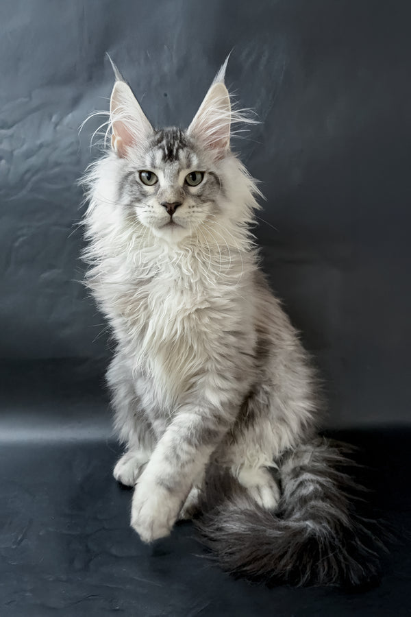 Dinamit | Maine Coon Kitten