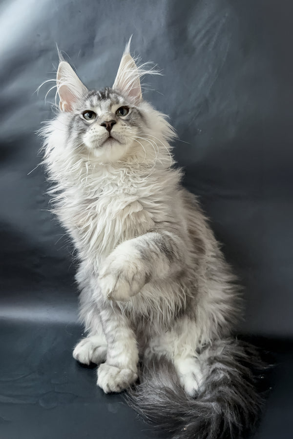 Dinamit | Maine Coon Kitten