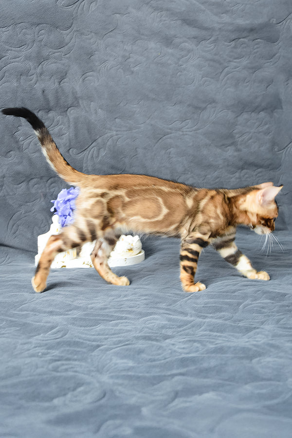 Kupidon | Bengal Kitten