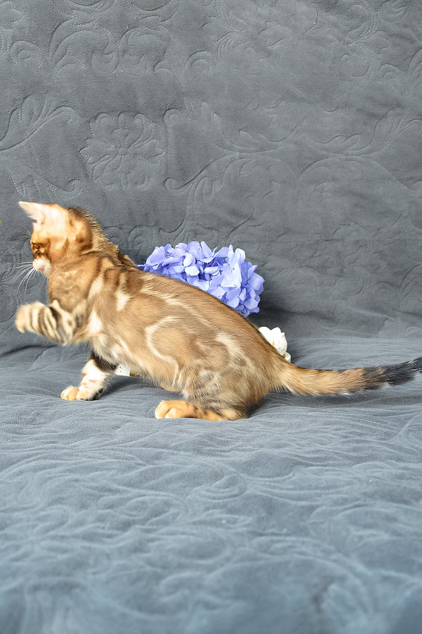 Kupidon | Bengal Kitten