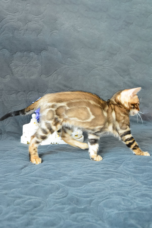 Kupidon | Bengal Kitten