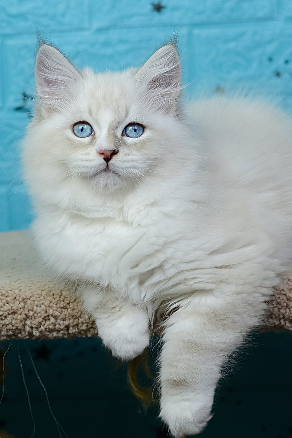 Tatosha | Siberian Kitten