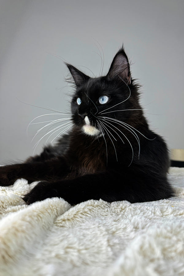 Elon | Maine Coon Kitten