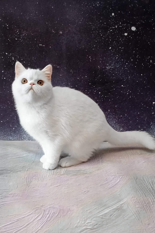 Elton | Exotic Shorthair Kitten