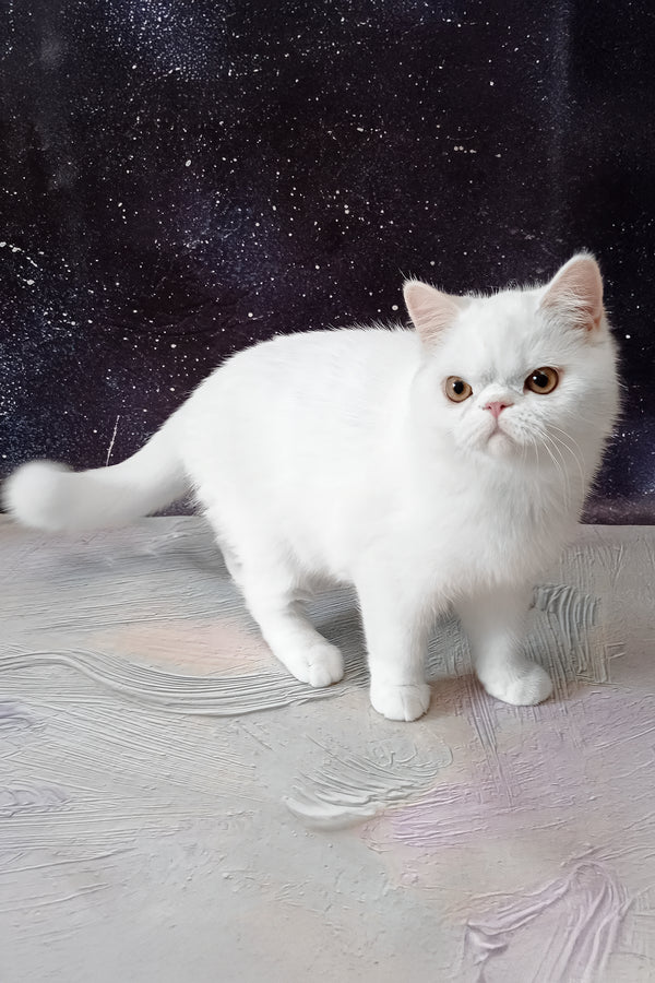 Elton | Exotic Shorthair Kitten