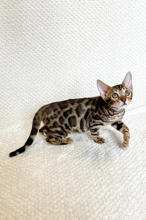 Freya | Bengal Kitten