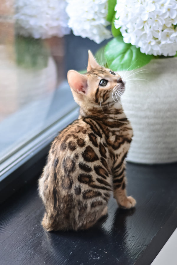 Freya | Bengal Kitten