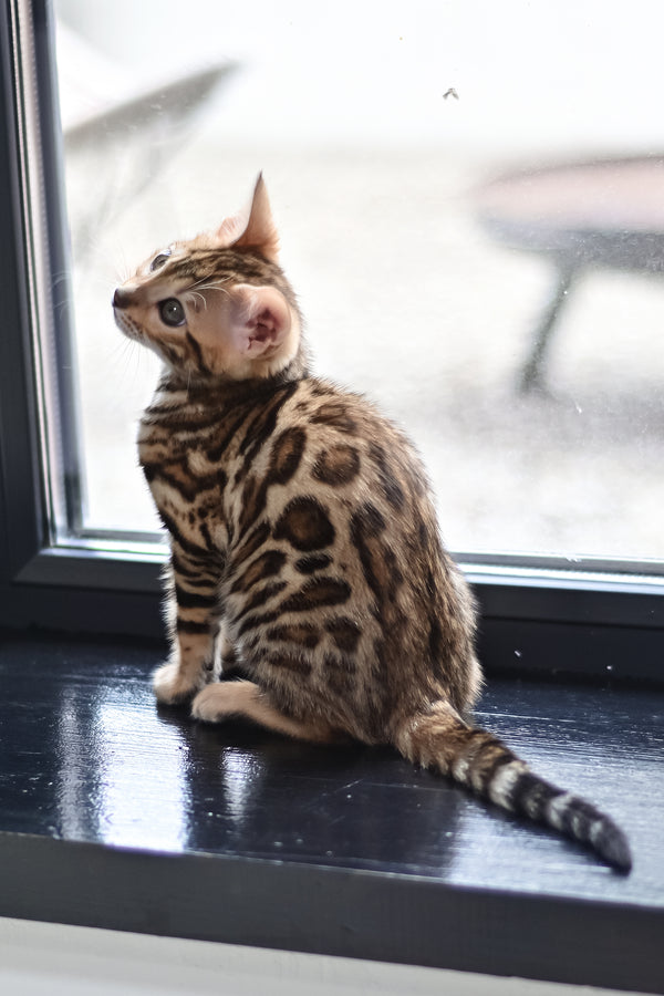 Freya | Bengal Kitten