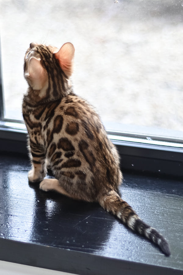 Freya | Bengal Kitten