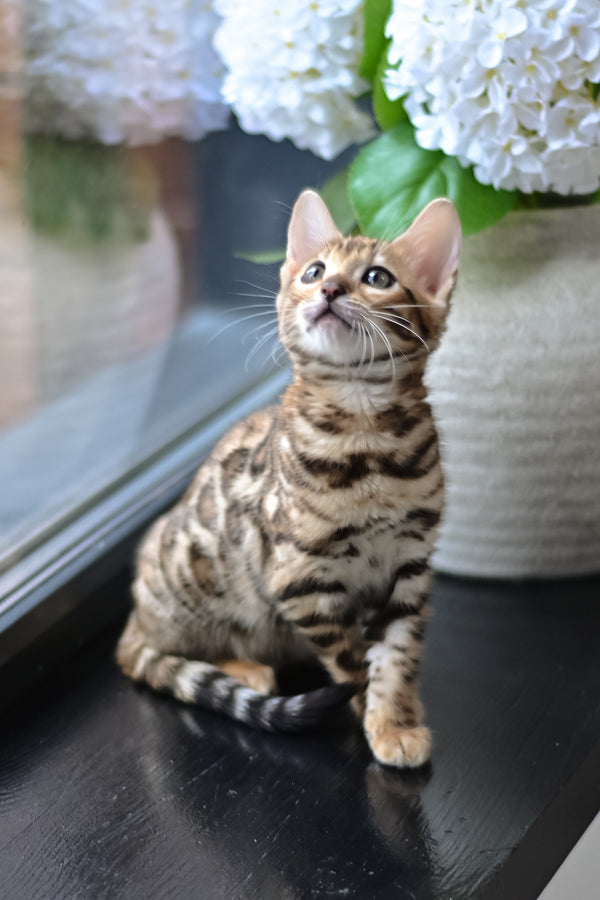 Freya | Bengal Kitten