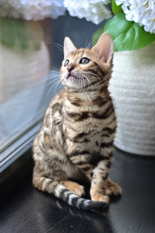 Freya | Bengal Kitten